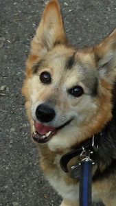 Jelly Bean the Dog legend